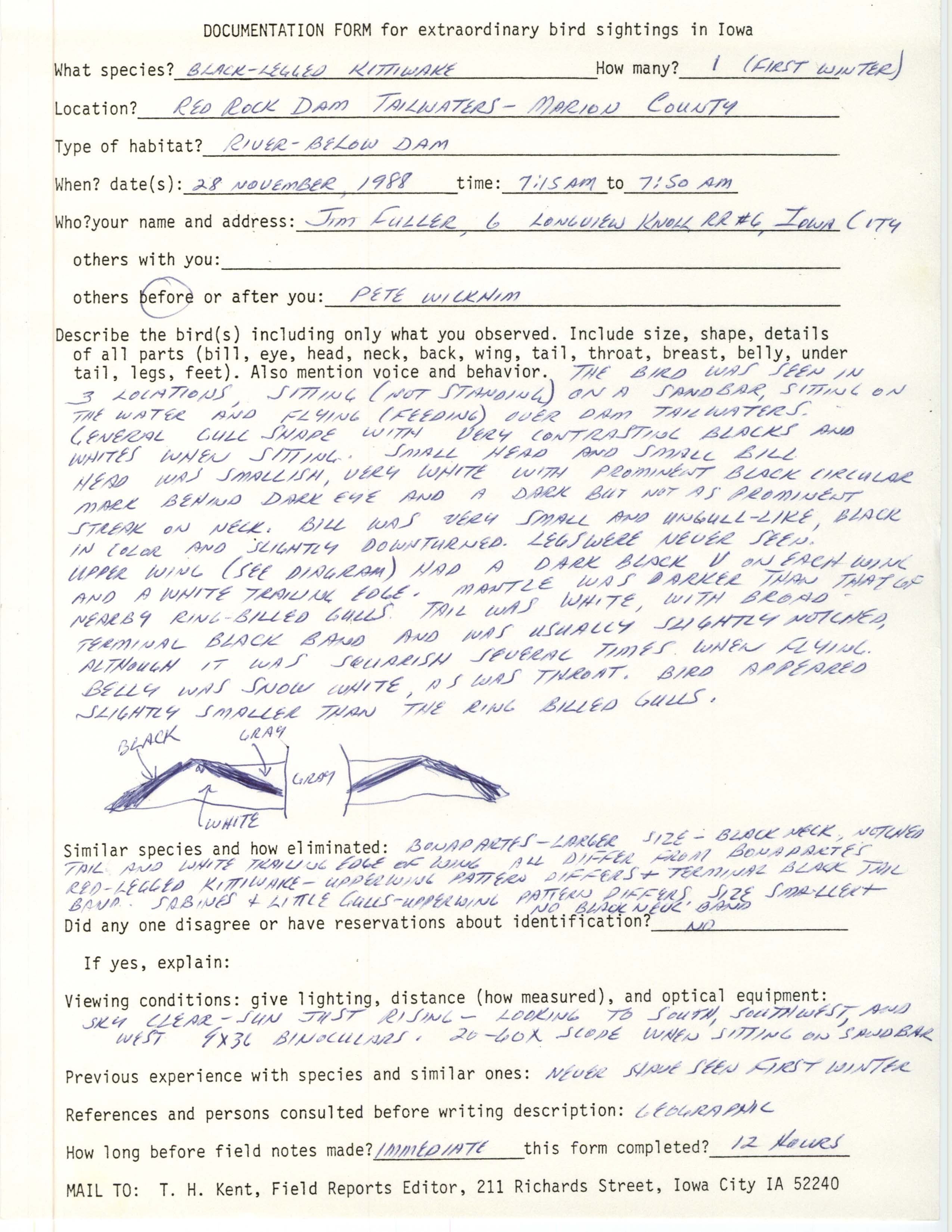 Rare bird documentation form for Black-legged Kittiwake at Red Rock Dam in 1988