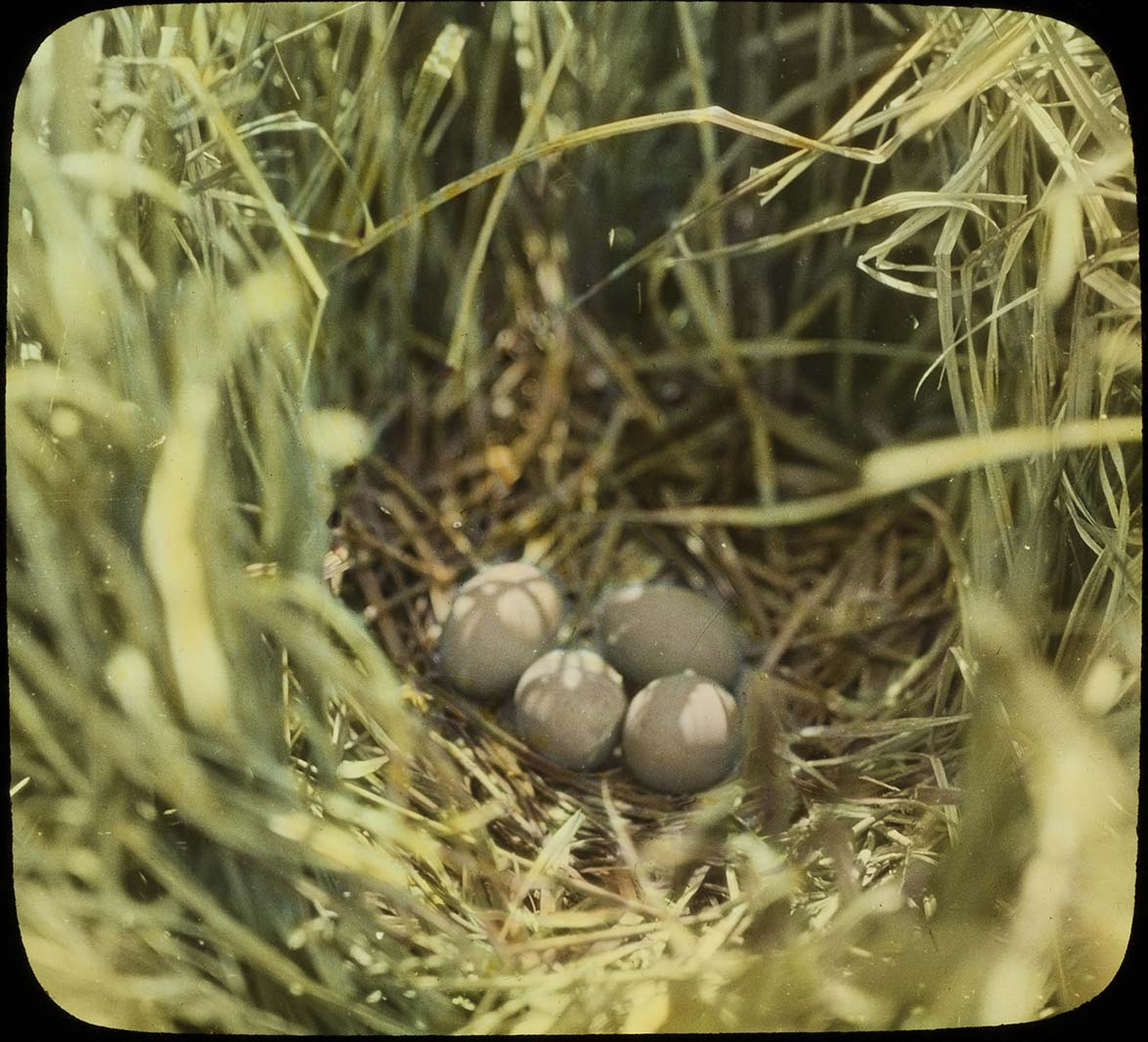 Lantern slide and photograph of eggs in an American Bittern nest