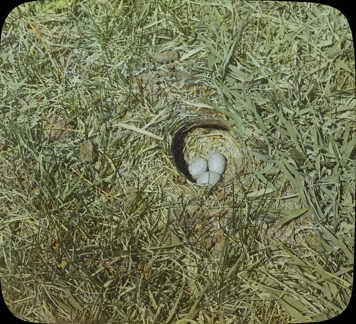 Lantern slide and photograph of eggs in a Prairie Horned Lark nest