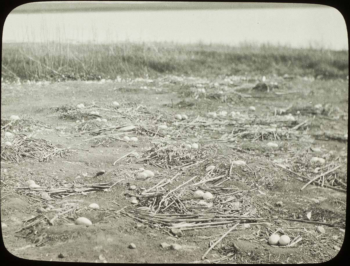 Lantern slide and photograph of a White Pelican nesting colony