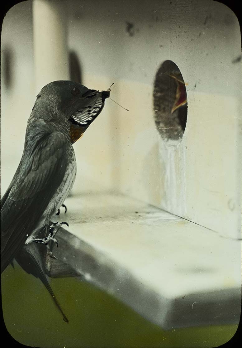 Lantern slide and photograph of a Purple Martin about to feed her young