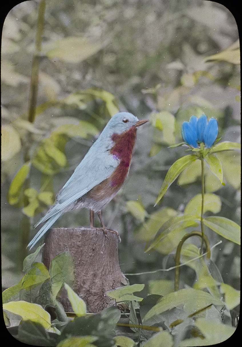Lantern slide and photograph of a Bluebird perching on a stump