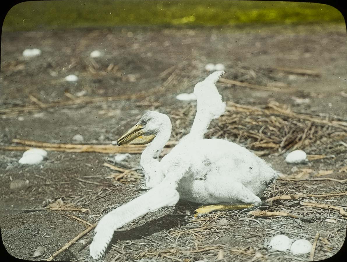 Lantern slide of a young White Pelican sitting on the ground