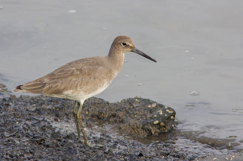 Willet