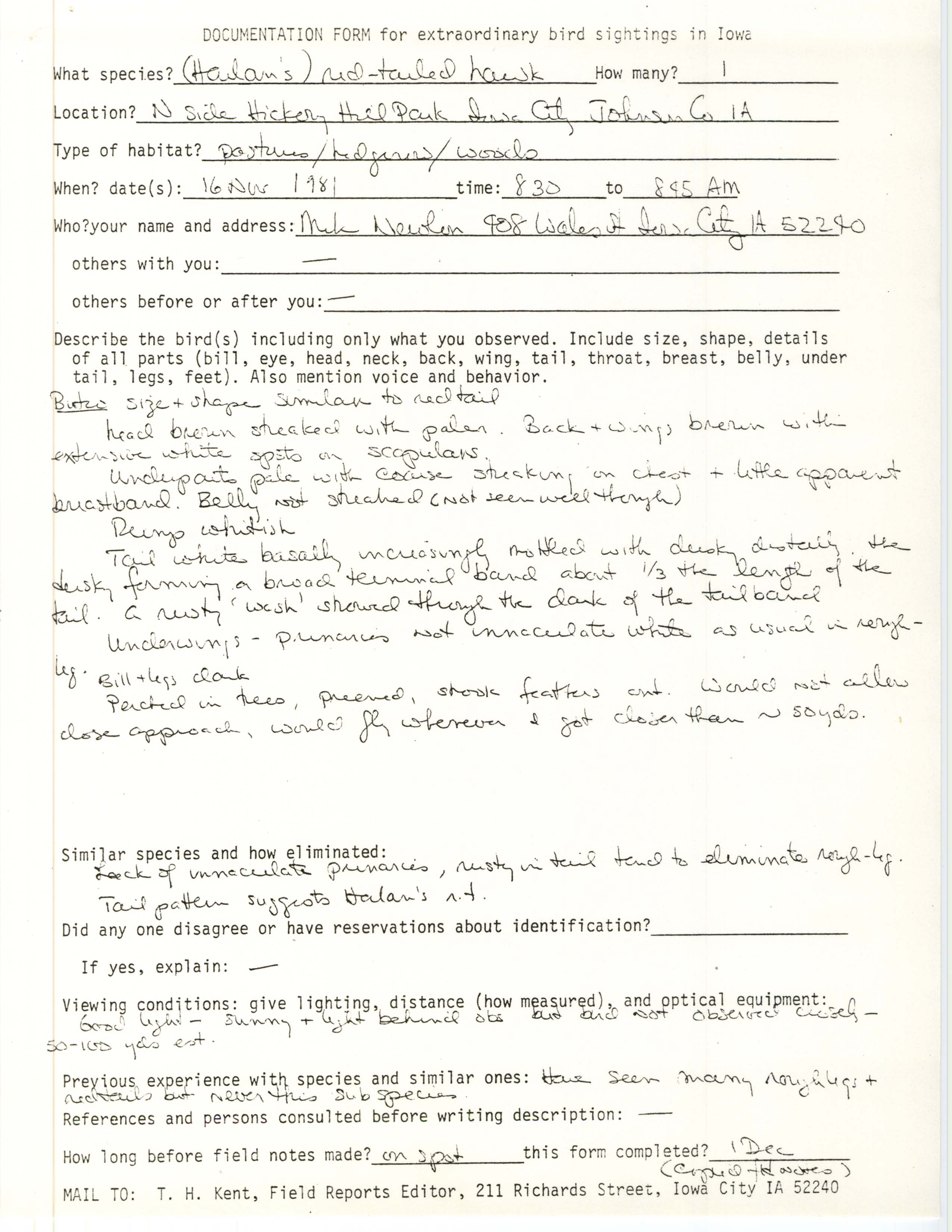 Rare bird documentation form for Red-tailed Hawk at Hickory Hill Park, 1981