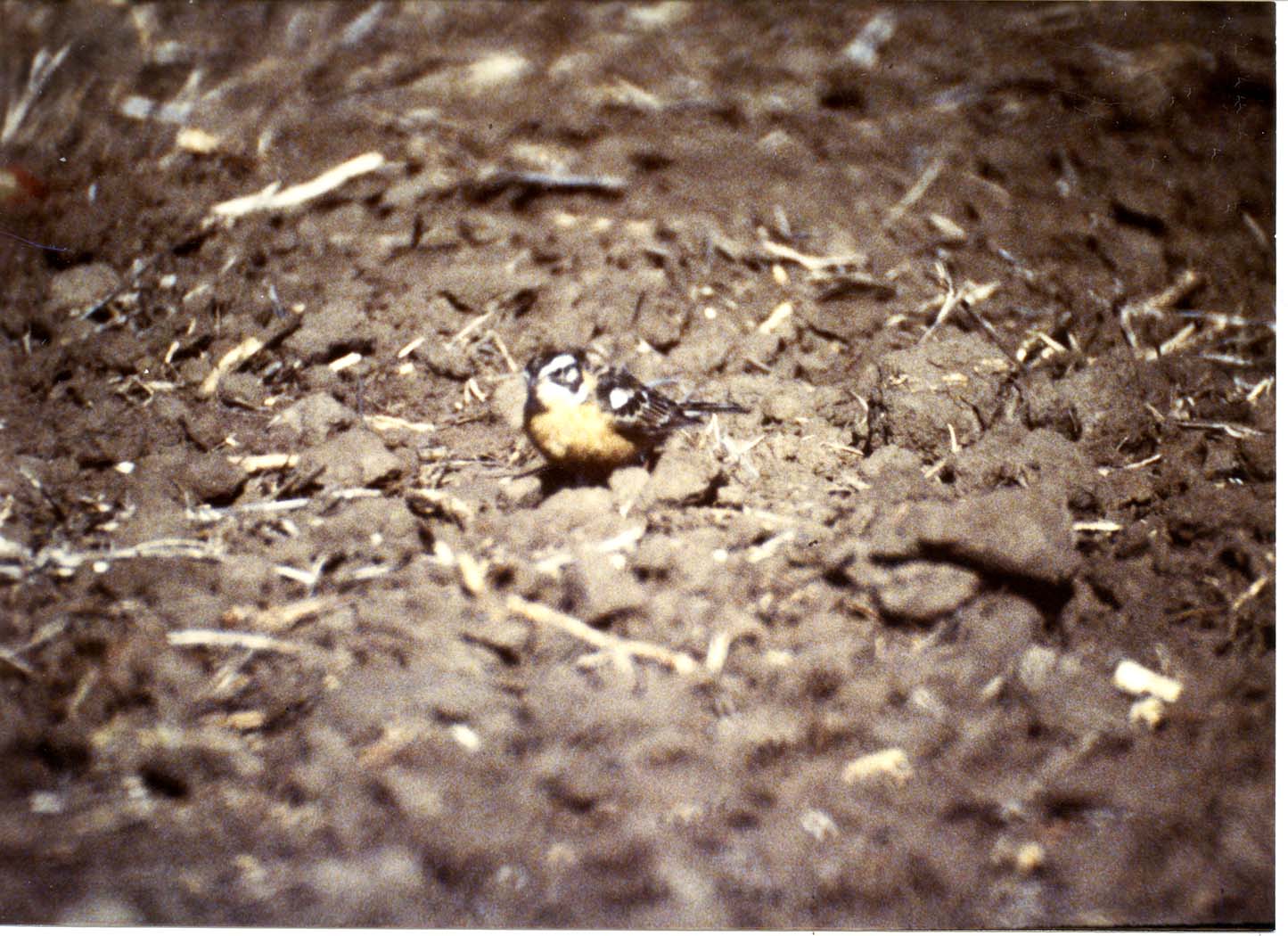 Photograph of Smith's Longspur, 1990