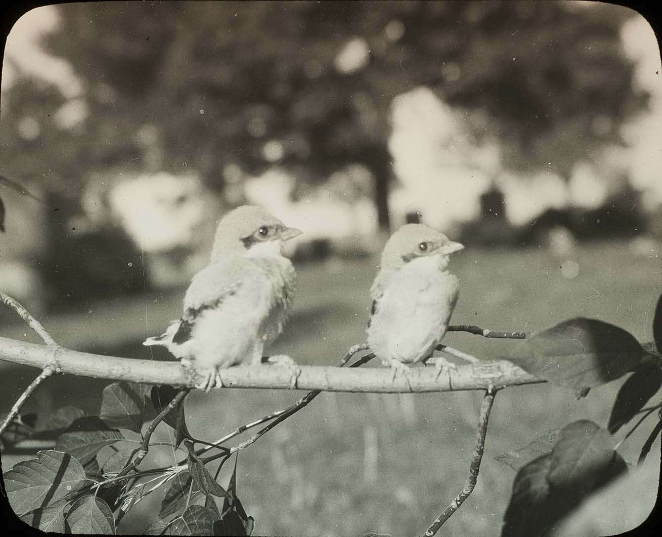 Lantern slide and photograph of two young Shrikes perching on a branch