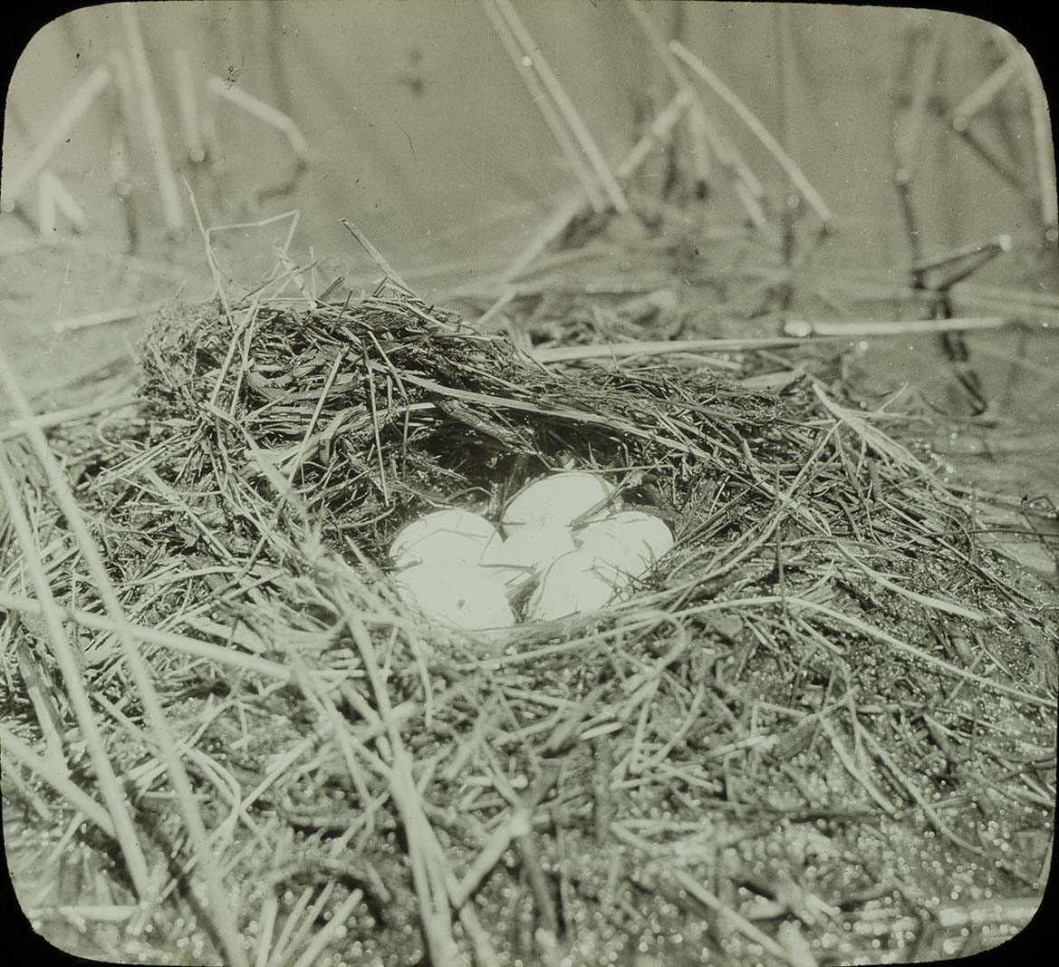 Lantern slide of eggs in Pied-billed Grebe nest