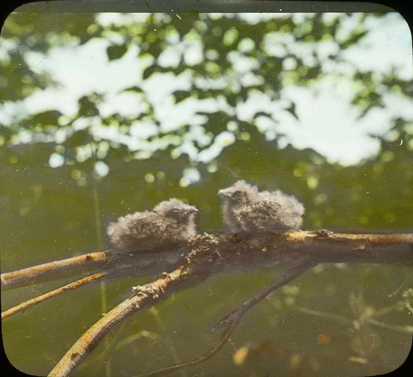 Lantern slide and photograph of two young Whip-poor-wills perching on a branch