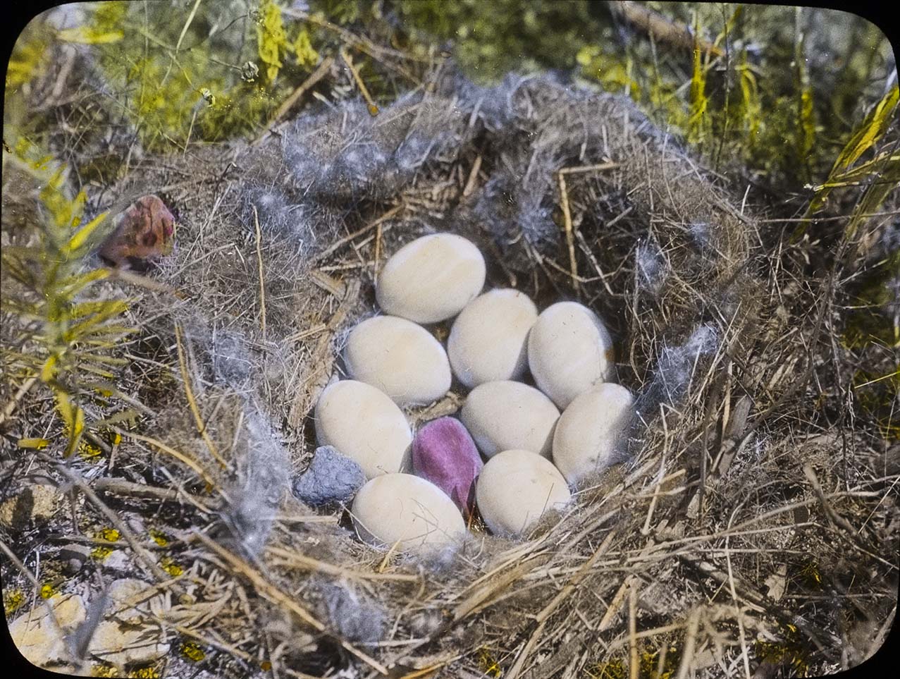 Lantern slide and photograph of eggs in a Pintail Duck nest