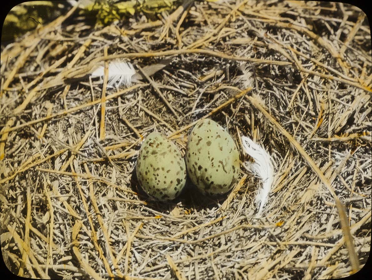 Lantern slide and photograph of eggs in a Ring-billed Gull nest