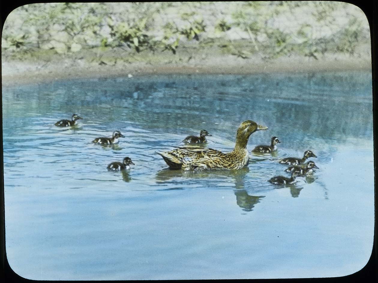 Lantern slide and photograph of a Mallard hen with eight ducklings