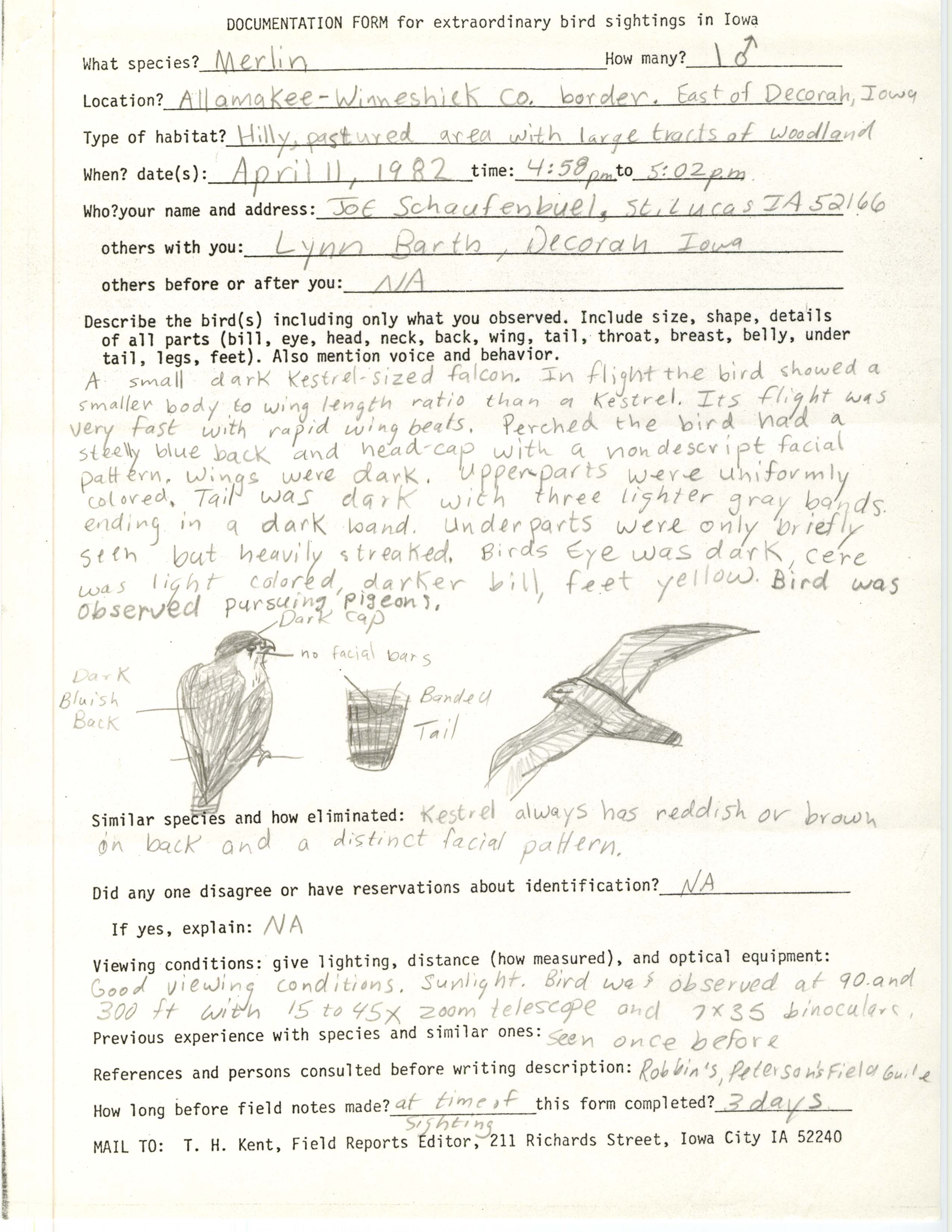 Rare bird documentation form for Merlin east of Decorah, 1982
