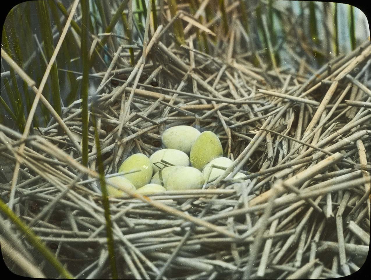 Lantern slide and photograph of eggs in a Ruddy Duck nest