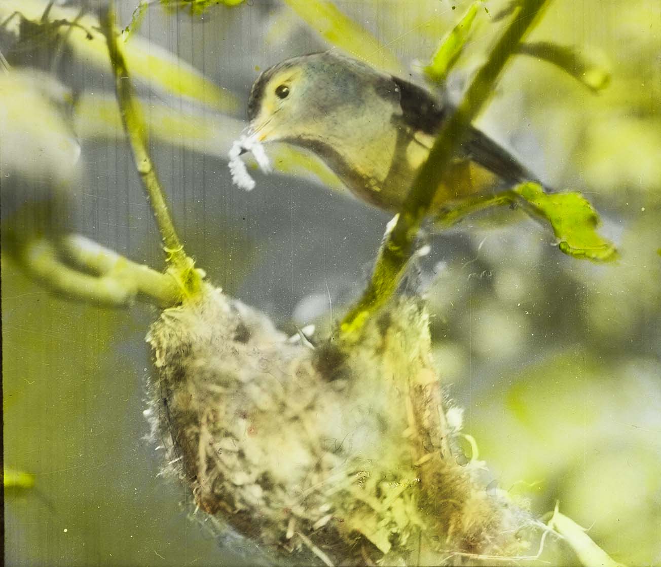 Lantern slide and photograph of a Warbling Vireo preparing to feed young in a nest