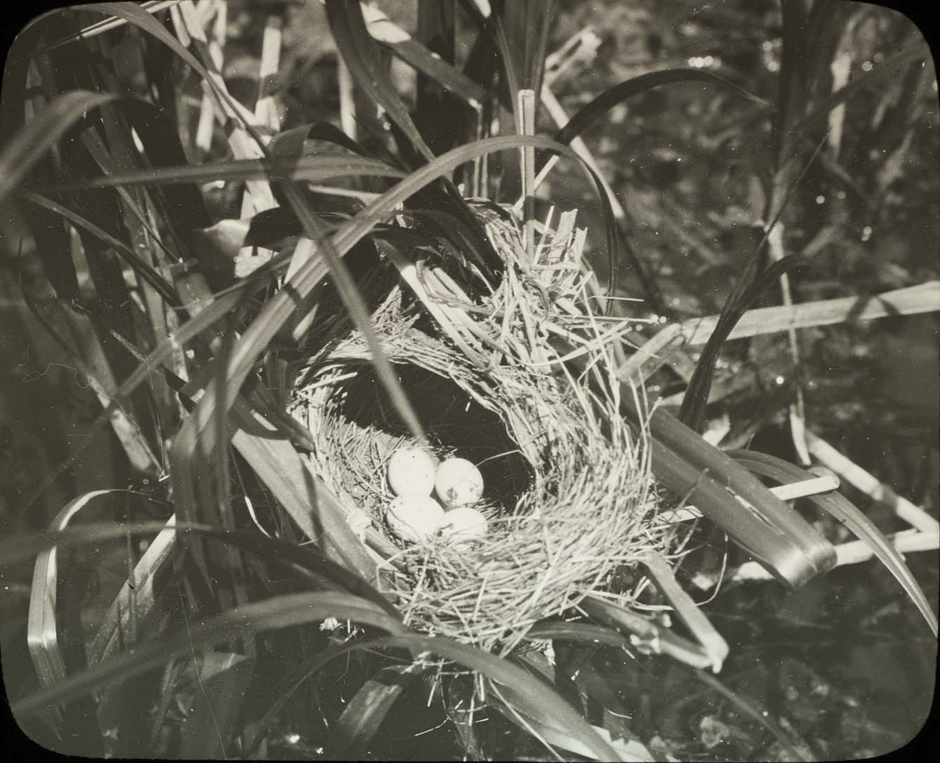 Lantern slide and photograph of eggs in a Red-winged Blackbird nest