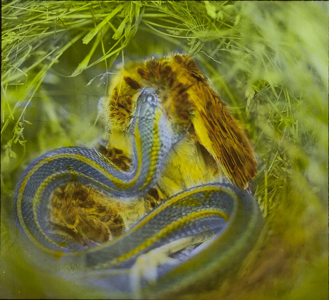 Lantern slide and photograph of a garter snake eating a young Western Meadowlark