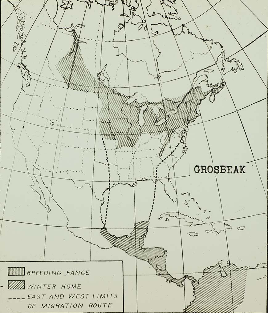 Lantern slide of a Grosbeak range map 