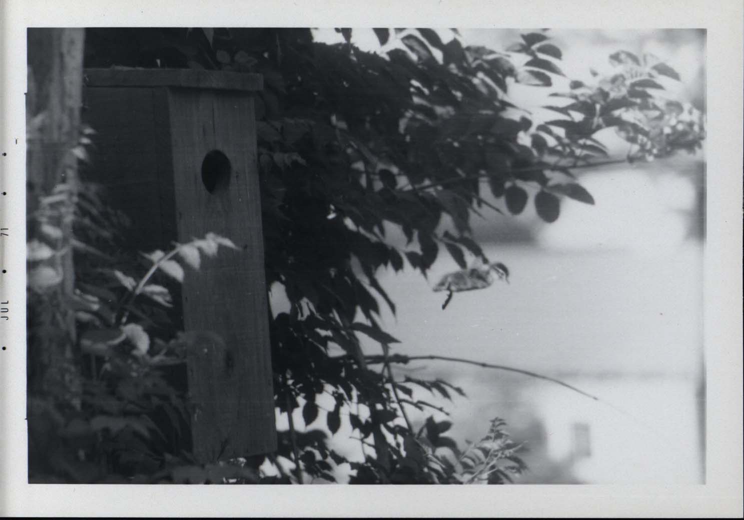 Photograph of a Wood Duck duckling diving from a duck house