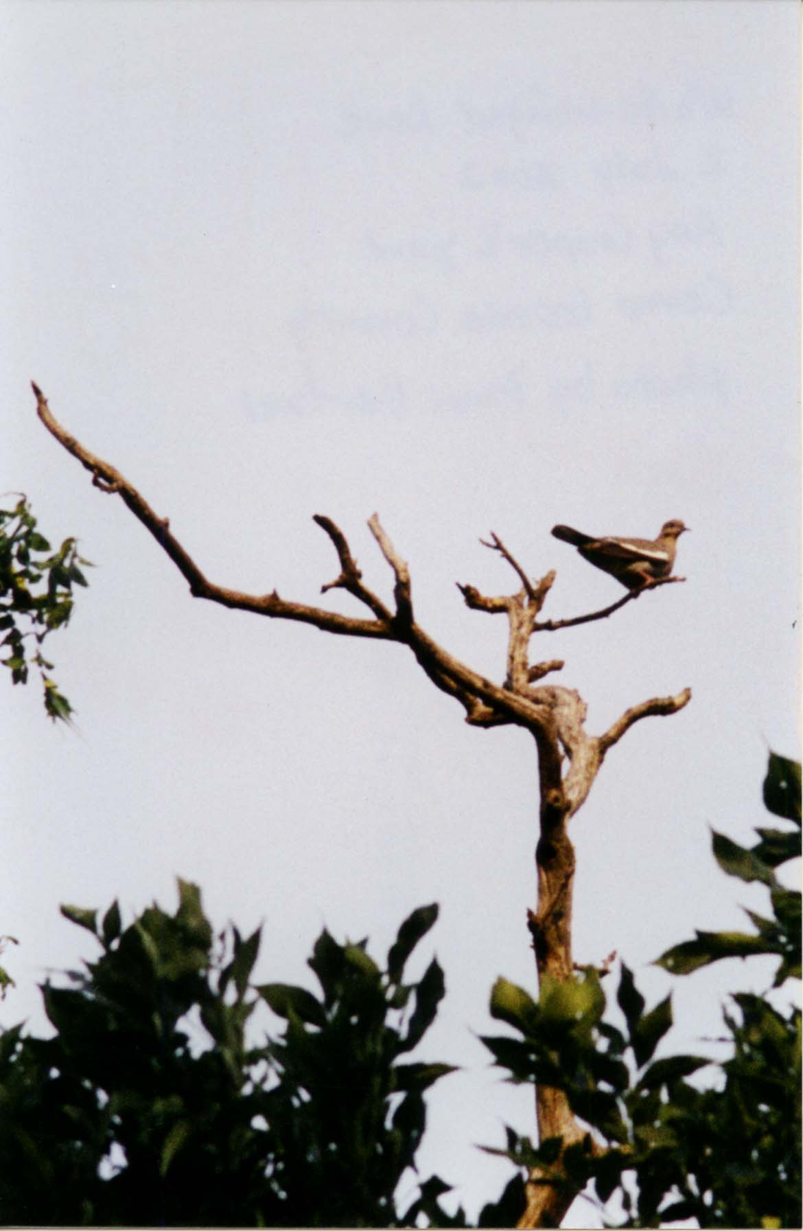 Photograph of a White-winged Dove perching on a tree branch