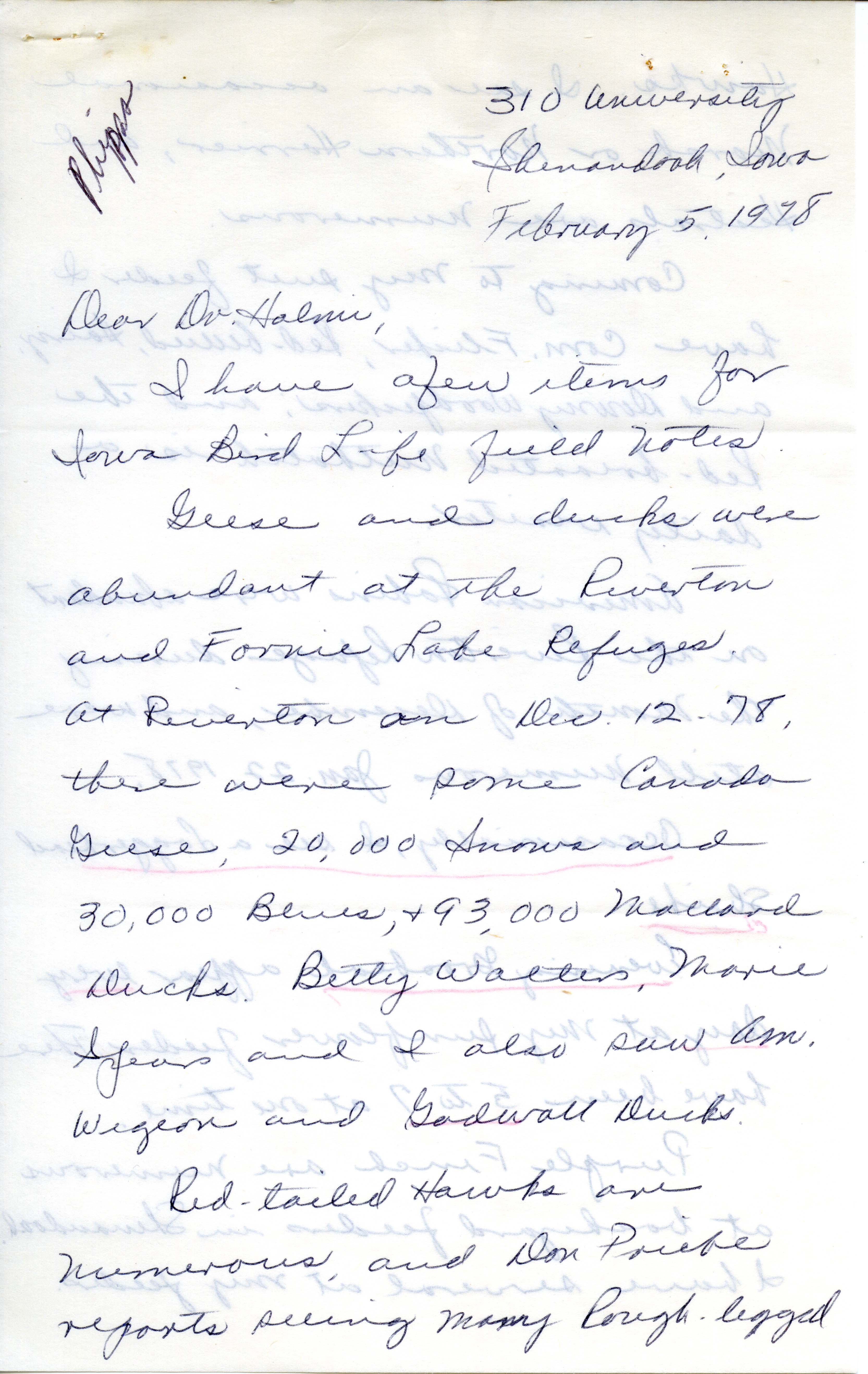 Ruth Phipps letter to Nicholas S. Halmi regarding bird watching, February 5, 1978