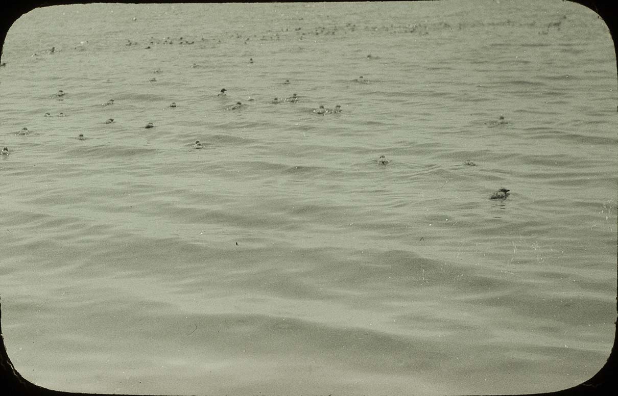 Lantern slide and photograph of a flock of young Ring-billed Gulls swimming