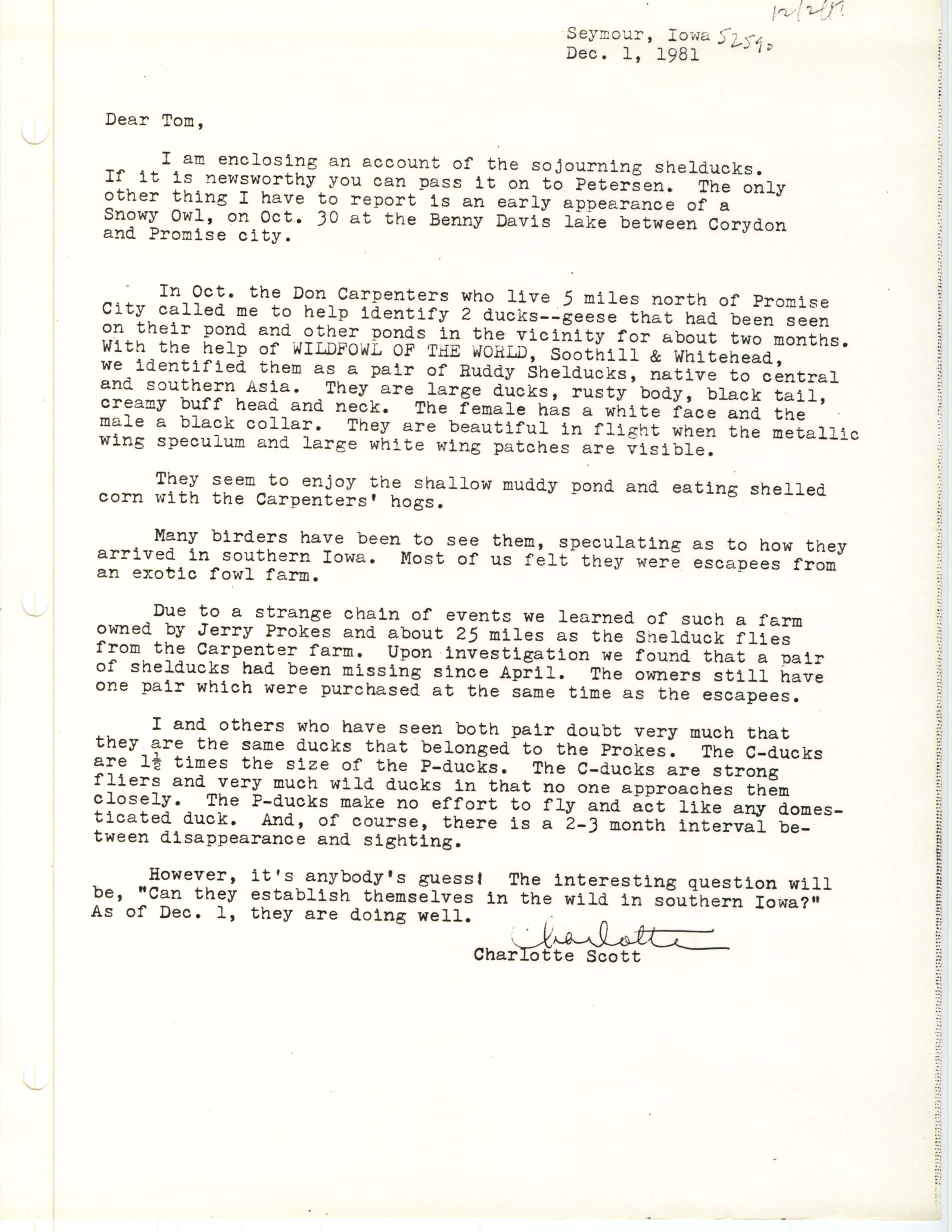 Charlotte Scott letter to Thomas Kent regarding Ruddy Shelduck sightings, December 1, 1981
