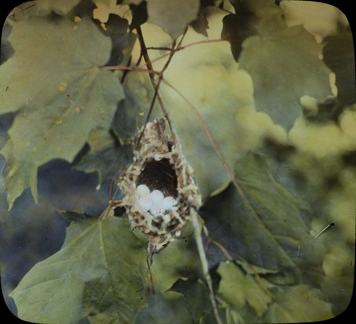 Lantern slide and photograph of eggs in a Red-eyed Vireo nest