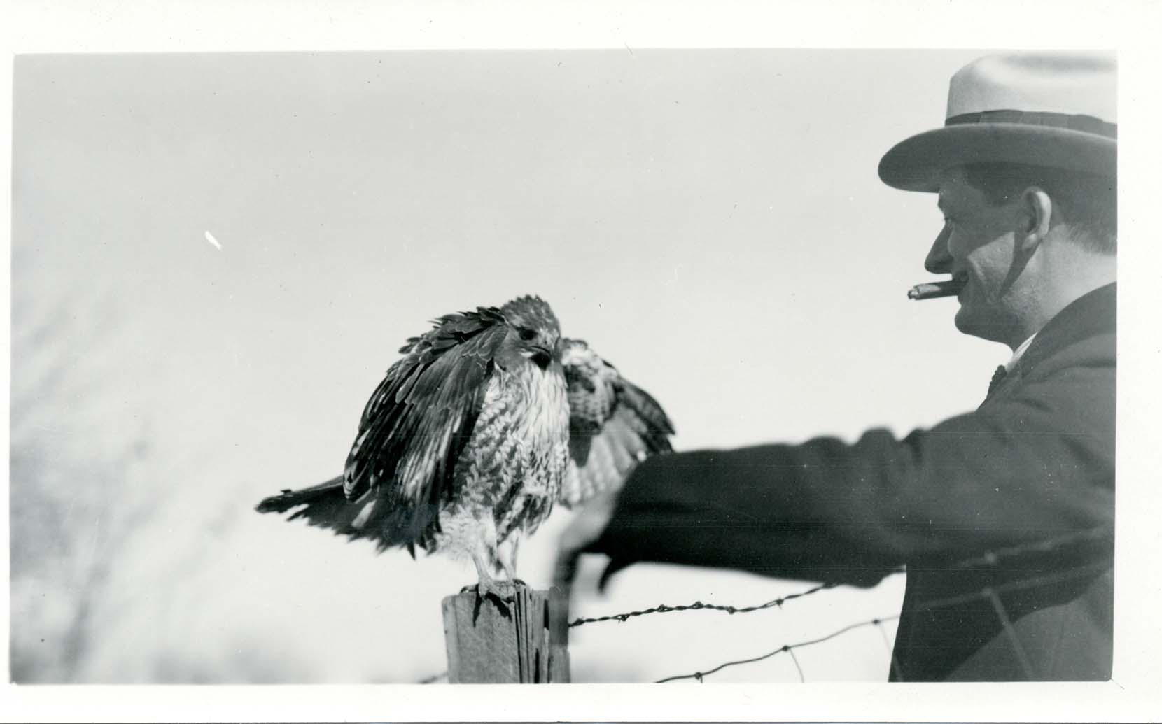 Photograph of an unidentified man standing next to a Red-tailed Hawk