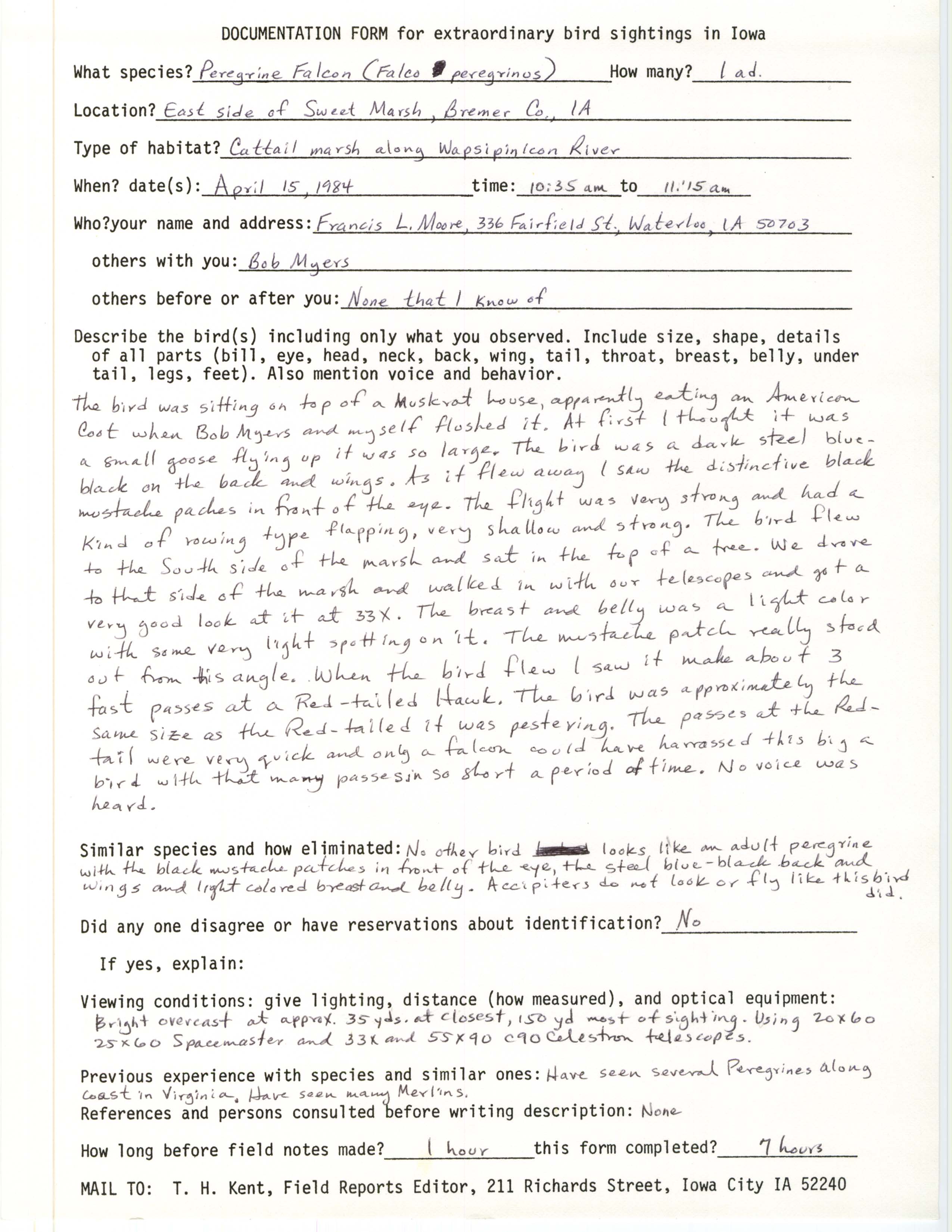 Rare bird documentation form for Peregrine Falcon at Sweet Marsh, 1984