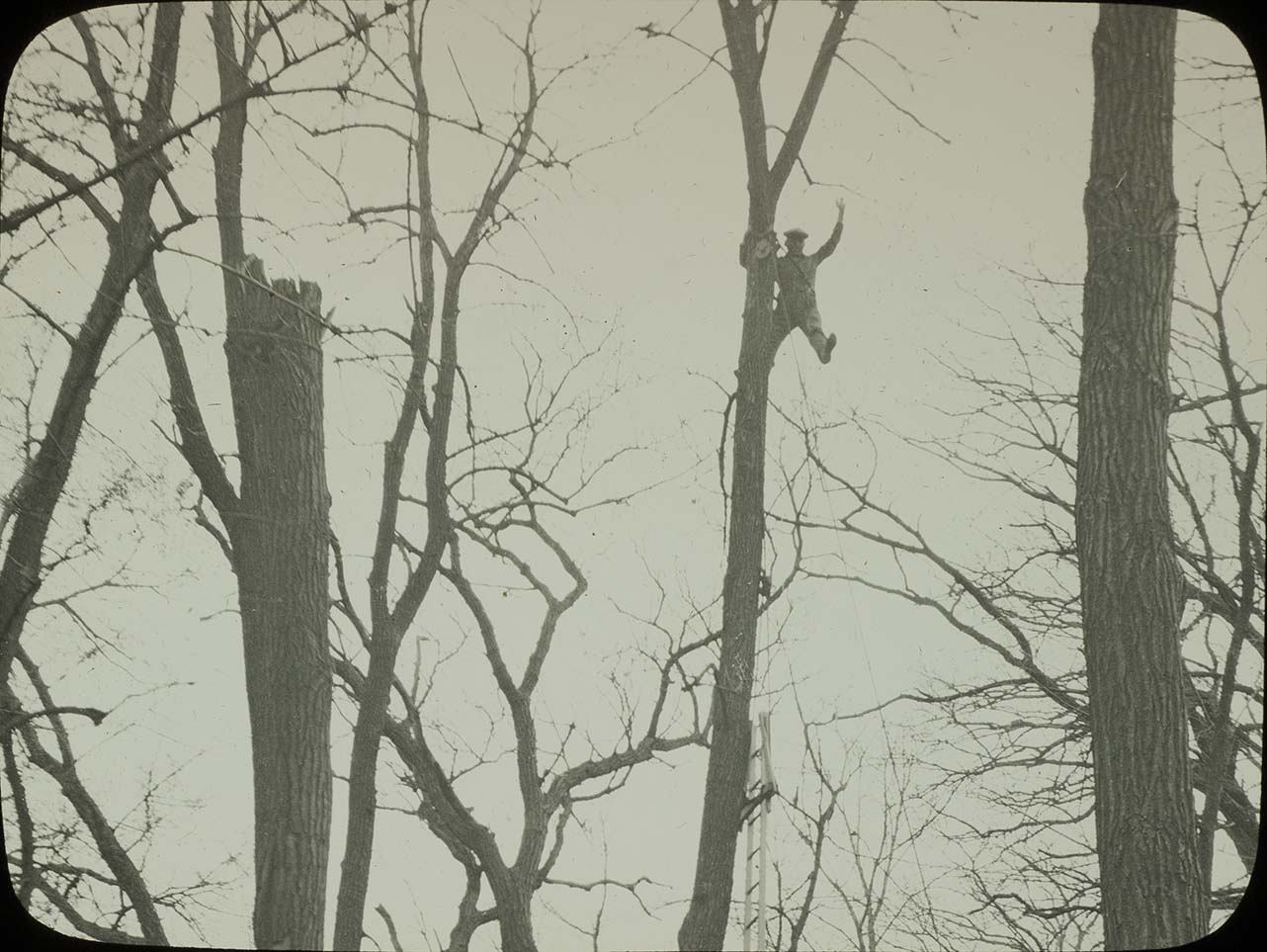 Lantern slide of Walter Rosene in a tree