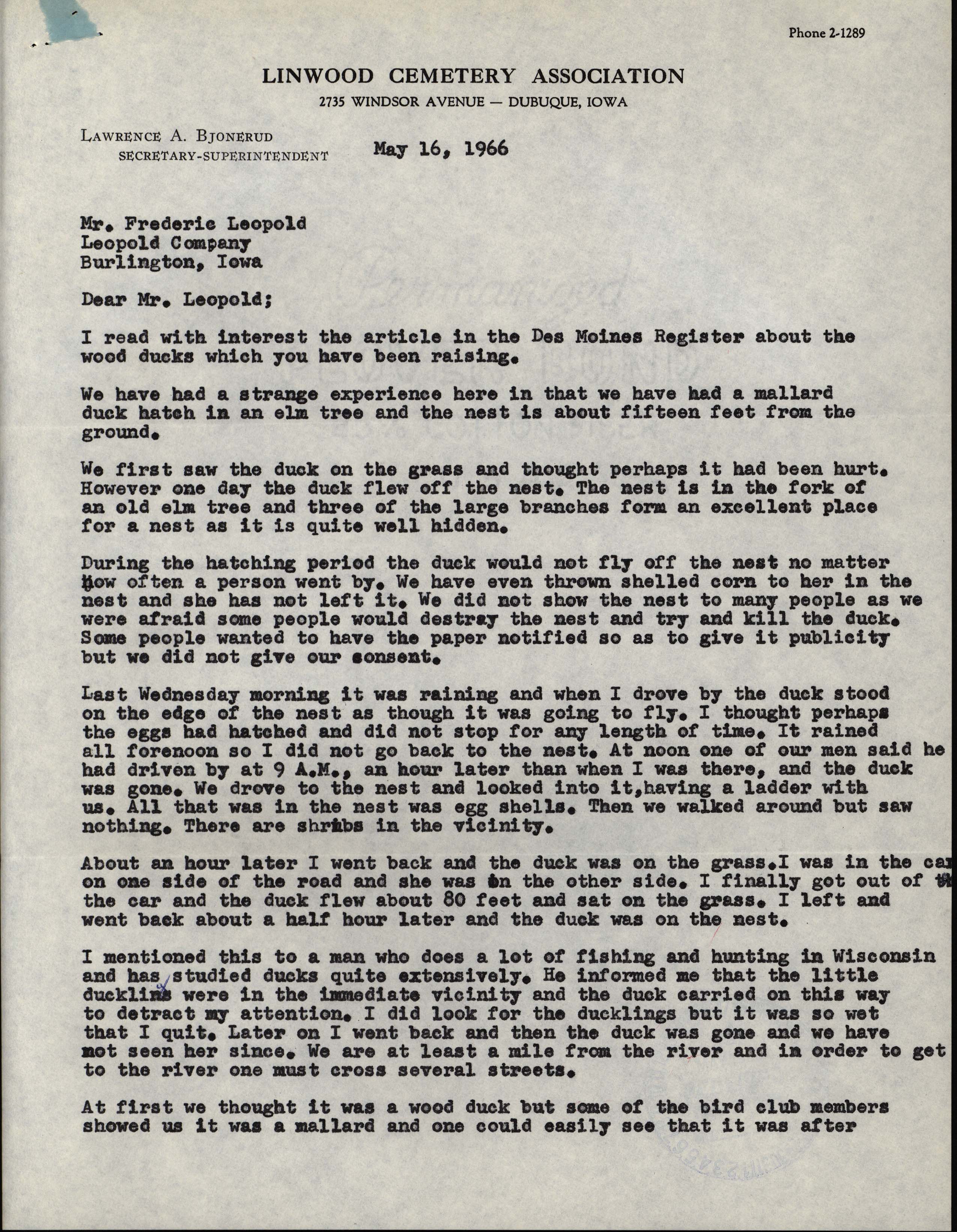 Lawrence A. Bjonerud letter to Frederic Leopold regarding a Mallard nest and identifying Wood Ducks, May 16, 1966