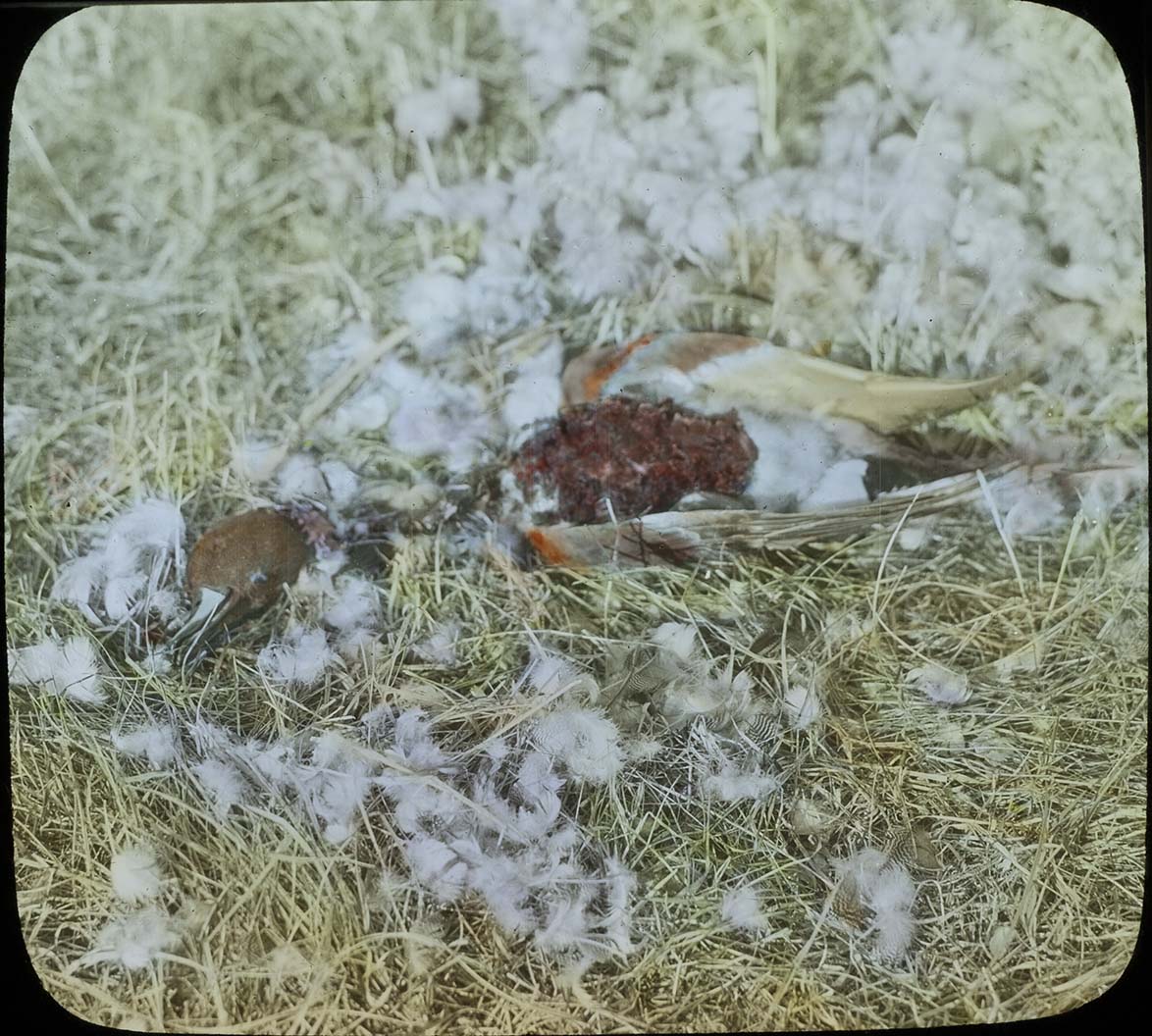 Lantern slide and photograph of remains from a Duck Hawk kill 