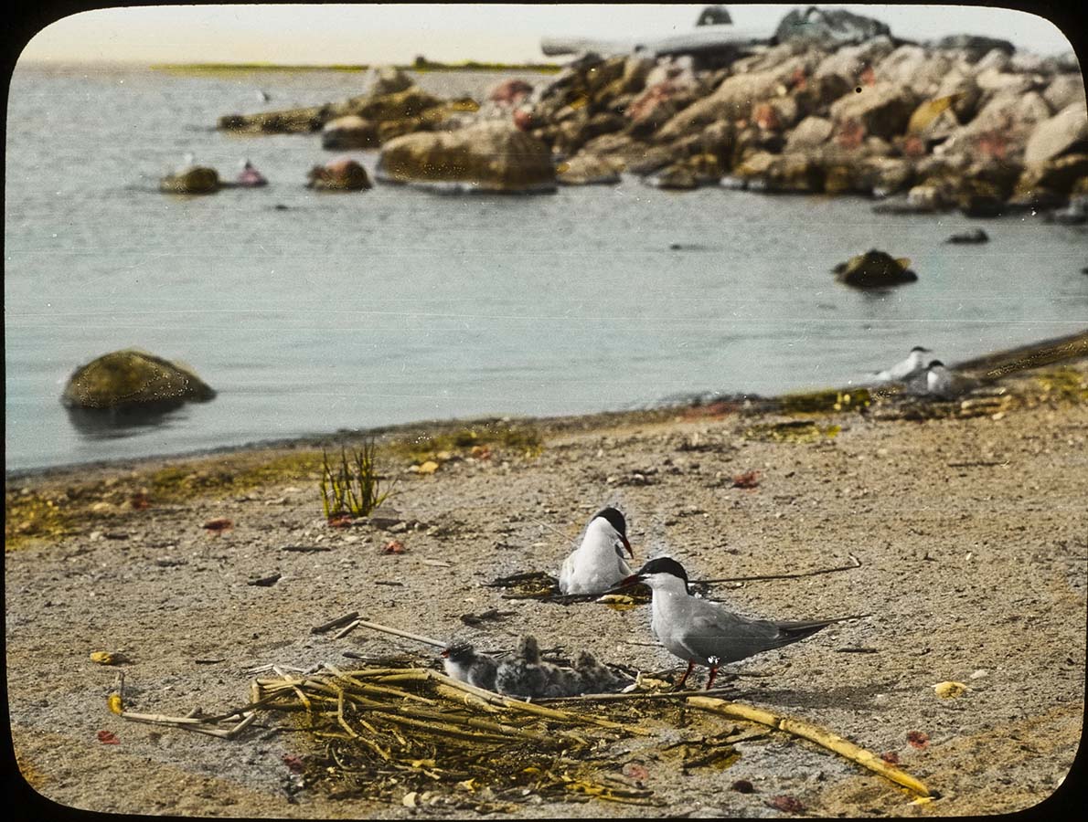 Lantern slide and photograph of a Forster's Tern at nest with young